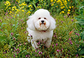 DOG 19 RK0111 02
Bichon Frise Sitting In Field Of Yellow And Purple Wildflowers