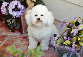 DOG 19 RK0112 21
Bichon Frise Sitting By Purple Flowers On Brick Patio By House
