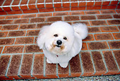 DOG 19 RK0114 02
Overhead View Of Bichon Frise Sitting On Brick Porch Looking Up