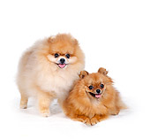 DOG 19 RS0017 02
Portrait Of Two Pomeranian Dogs White Background