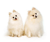 DOG 19 RS0019 01
Portrait Of Two White Pomeranians Sitting White Background