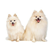 DOG 19 RS0019 02
Portrait Of Two White Pomeranians Sitting White Background