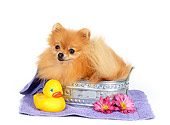 DOG 19 RS0030 02
Pomeranian In Laying In Bathtub With Rubber Ducky