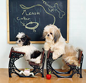 DOG 19 RS0032 01
Two Shih-Tzu Dogs In Desks At School