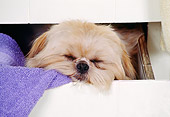 DOG 19 RS0035 01
Head Shot Of Shih Tzu Sleeping In Drawer By Towel