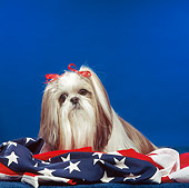 DOG 19 RS0041 01
Portrait Of Shih Tzu