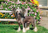 DOG 19 CE0001 01
Chinese Crested Dog Standing On Grass By Flowers And Fence