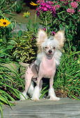 DOG 19 CE0002 01
Chinese Crested Puppy Standing On Wooden Beam By Foliage