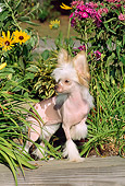 DOG 19 CE0003 01
Chinese Crested Puppy Standing On Wooden Beam By Foliage