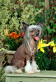 DOG 19 CE0004 01
Chinese Crested Dog Sitting On Wooden Bench By Flowers Foliage