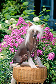DOG 19 CE0005 01
Chinese Crested Dog Sitting On Wicker Stool By Flowers