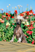 DOG 19 CE0006 01
Chinese Crested Dog Standing On Wooden Table By Flowers