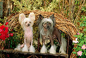 DOG 19 CE0007 01
Chinese Crested Dog Sitting On Twig Bench By Flowers Foliage