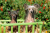DOG 19 CE0008 01
Two Chinese Crested Dogs Sitting On Hay In Cart By Flowers Foliage