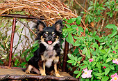 DOG 19 CE0010 01
Chihuahua Sitting On Twig Bench In Garden