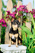 DOG 19 CE0011 01
Chihuahua Sitting On Pedestal In Garden