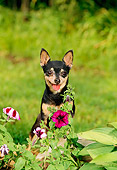 DOG 19 CE0012 01
Chihuahua Standing Behind Flowers In Garden