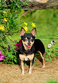 DOG 19 CE0013 01
Chihuahua Standing On Pine Needles By Flowers