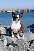 DOG 19 CE0014 01
Chihuahua Standing On Rocks By Water Pier Blue Sky