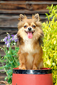 DOG 19 CE0017 01
Chihuahua Sitting On Barrel By Flowers Shrubs And Building