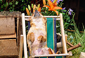 DOG 19 CE0019 01
Chihuahua Relaxing In Beach Chair