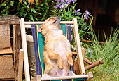 DOG 19 CE0019 02
Chihuahua Relaxing In Beach Chair
