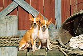 DOG 19 CE0020 01
Two Chihuahuas Sitting On Dock By Boathouse