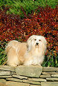 DOG 19 CE0021 01
Havanese Standing On Stone Wall By Red And Green Shrubs