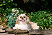 DOG 19 CE0024 01
Shih Tzu Laying On Stone Wall By Flowers