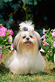 DOG 19 CE0025 01
Shih Tzu Standing On Grass Between Pink Flowers