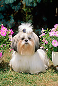 DOG 19 CE0026 01
Shih Tzu Standing On Grass Between Pink Flowers