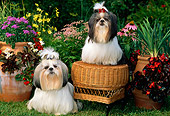 DOG 19 CE0027 01
Two Shih Tzus Sitting On And By Wicker Stool In  Flower Garden