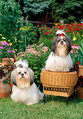 DOG 19 CE0028 01
Two Shih Tzus Sitting On And By Wicker Stool In  Flower Garden