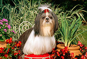 DOG 19 CE0029 01
Shih Tzu Sitting On Wire Chair By Flowers And Ornamental Grasses