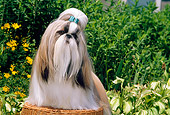 DOG 19 CE0030 01
Shih Tzu Sitting On Wicker Stool By Flowers