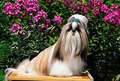 DOG 19 CE0032 01
Shih Tzu Sitting On Bench By Purple Flowers