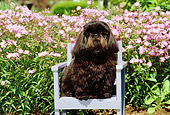 DOG 19 CE0033 01
Shih Tzu Sitting On Chair By Pink Flowers