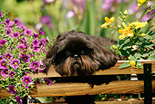 DOG 19 CE0034 01
Shih Tzu Laying In Wagon Between Flowers