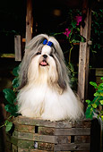 DOG 19 CE0035 01
Shih Tzu Sitting On Well By Flowers