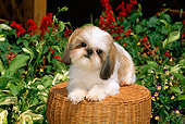 DOG 19 CE0036 01
Shih Tzu Laying On Wicker Stool By Red Flowers