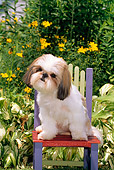 DOG 19 CE0037 01
Shih Tzu Sitting On Colorful Chair By Yellow Flowers