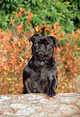 DOG 19 CE0038 01
Pug Standing Behind Log By Shrubs