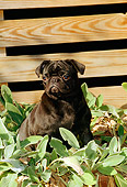 DOG 19 CE0039 01
Pug Sitting Among Plants By Wooden Crate