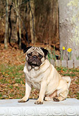 DOG 19 CE0040 01
Pug Sitting On Concrete Bench By Trees