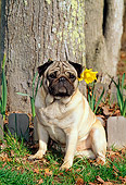DOG 19 CE0042 01
Pug Sitting On Grass By Trees
