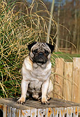 DOG 19 CE0043 01
Pug Sitting On Wooden Crate By Ornamental Grass