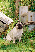 DOG 19 CE0044 01
Pug Sitting On Grass By Wooden Posts And Box