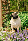DOG 19 CE0048 01
Pug Sitting By Flowers And Trellis