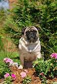 DOG 19 CE0049 01
Pug Sitting By Pink Flowers And Shrubs