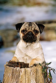DOG 19 CE0052 01
Pug Standing Behind Tree Stump In Snow